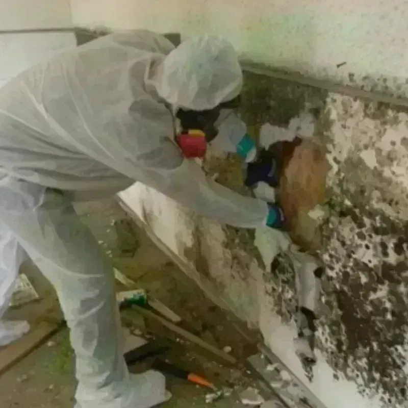 Mold Remediation and Removal in Alexandria, LA